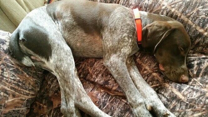 PUPPY FEVER!