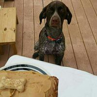 Just ordered my dogs first birthday cake! NWR