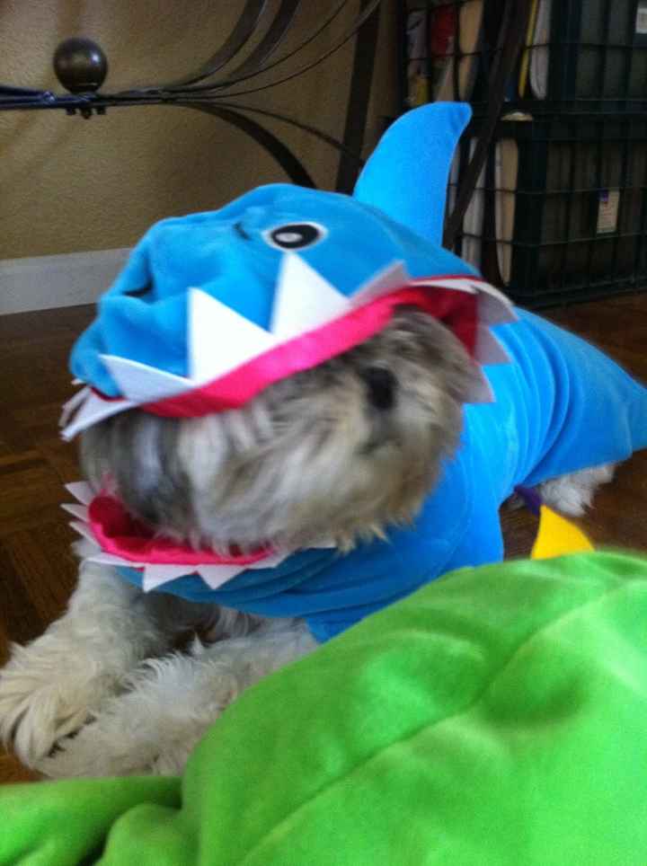 SINCE WE ARE STUCK WITH SPAM...HOW ABOUT CATS