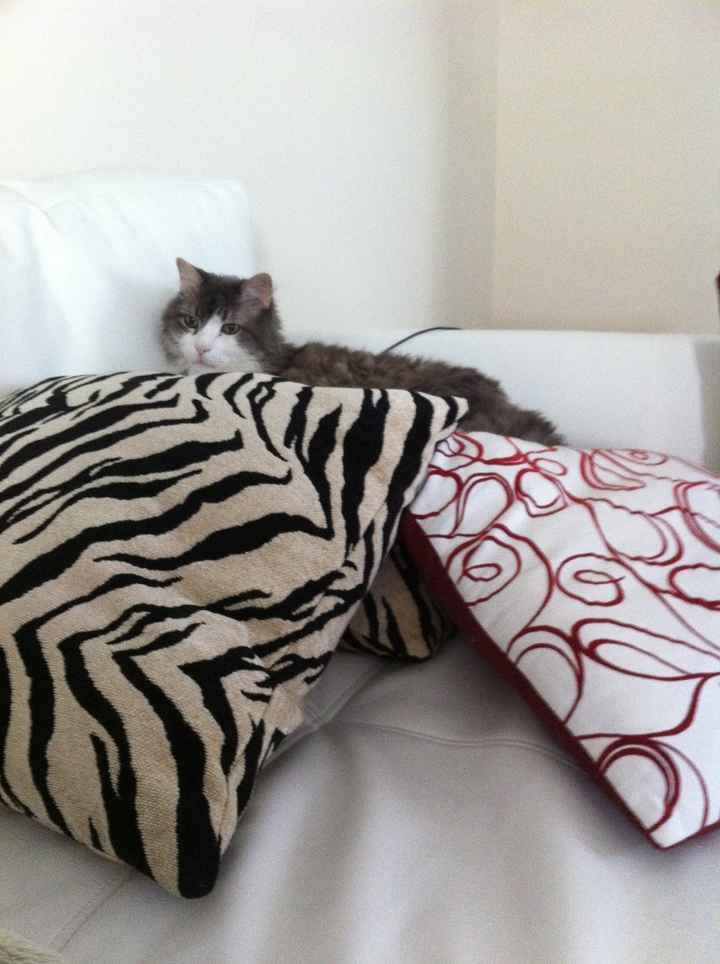 SINCE WE ARE STUCK WITH SPAM...HOW ABOUT CATS