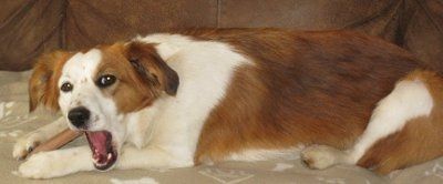 Let's see your pets!