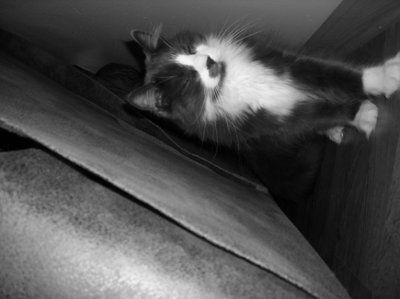 Let's see your pets!