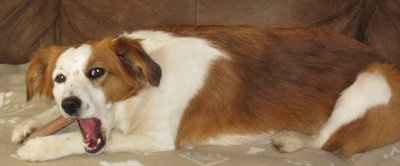 Let's see your pets!