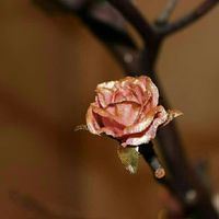 Did this myself.. wedding centerpiece