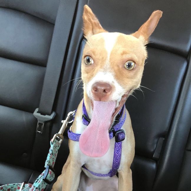 Furbabies?(non wedding post)