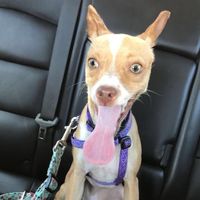 Furbabies?(non wedding post)