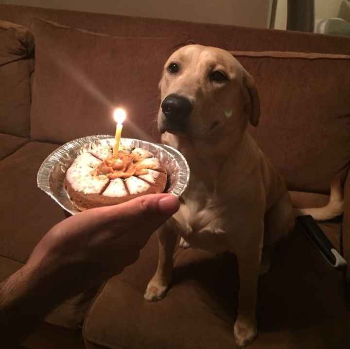 Let me see those fur babies!