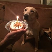 Let me see those fur babies!