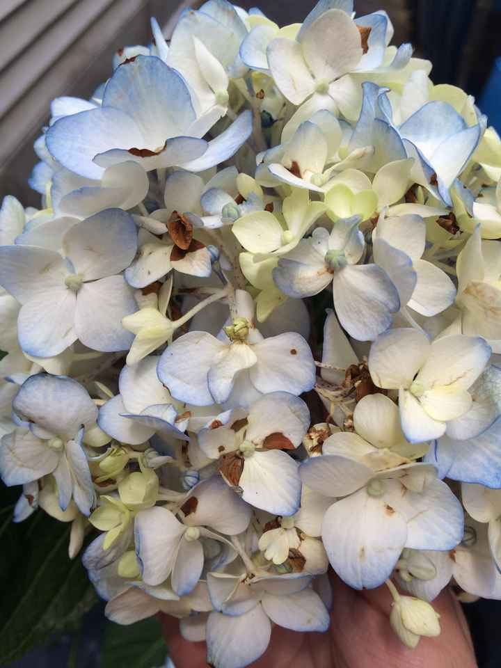 When something doesn't go as planned: Flower Issues