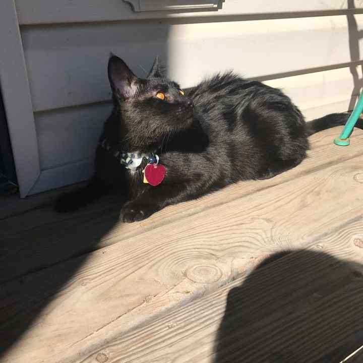NWR: Puppies and fur babies!
