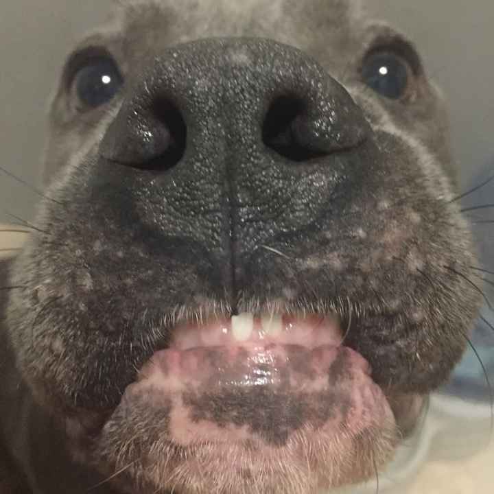 NWR: My pup thinks she's people. She's right. Show me your "people pups!"