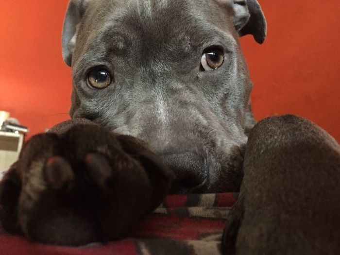 Furbaby pick me up