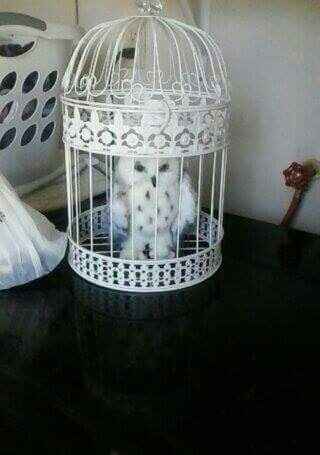 Harry Potter theme: our owl post