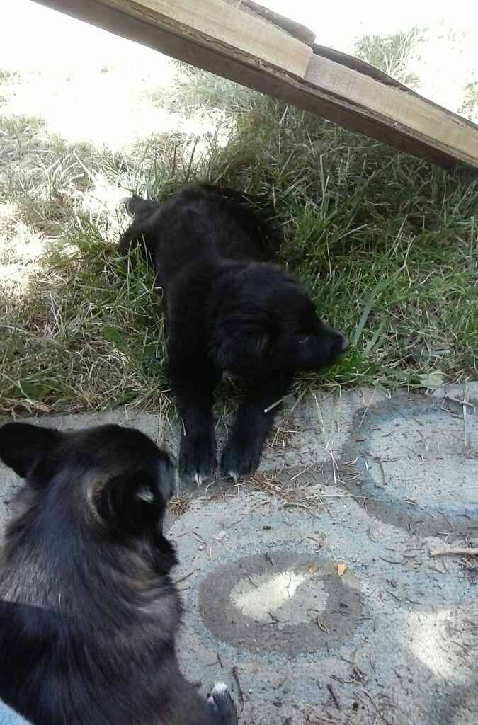 NWR: puppy is very sick