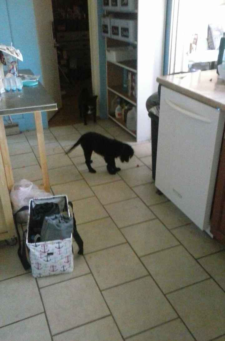 FINAL UPDATE: NWR: puppy is doing better and back home