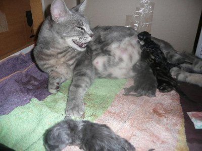 Baby kitten photos!