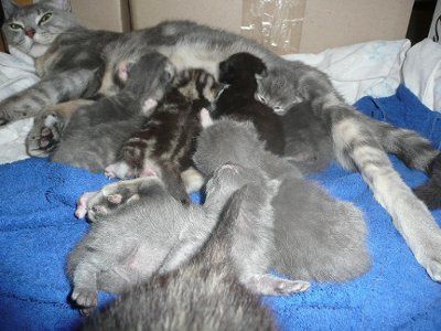 Baby kittens - first 2 weeks in photos