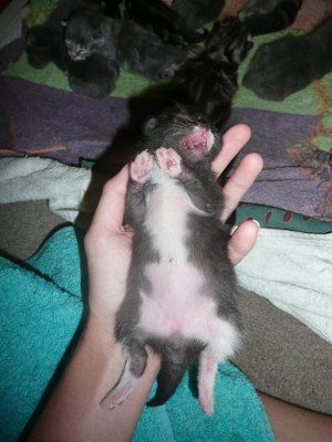 Baby kittens - first 2 weeks in photos