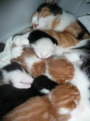For animal lovers, brag about your animals!!