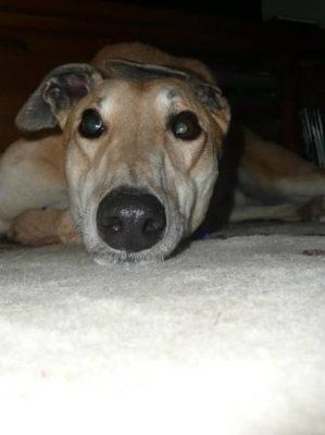 NWR: What kind of dog do you have?