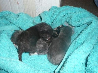 Baby kitten photos!