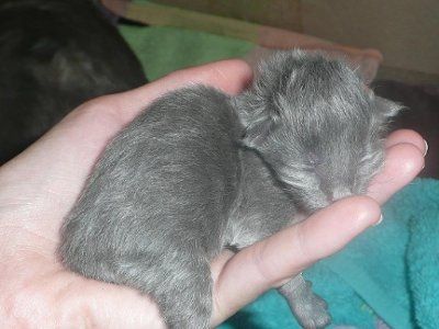 Baby kitten photos!