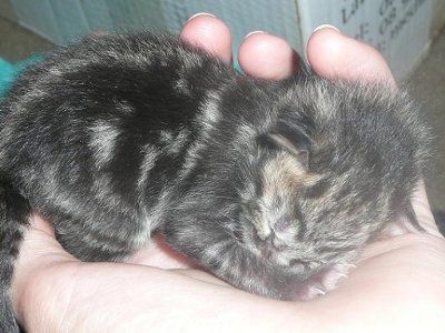 Baby kitten photos!