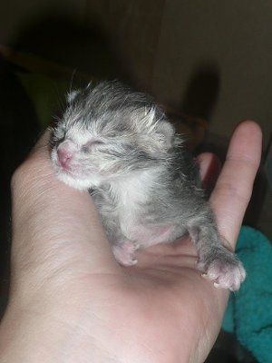 Baby kitten photos!