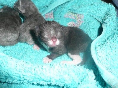 Baby kitten photos!