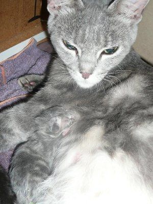 Baby kitten photos!