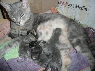 Baby kitten photos!