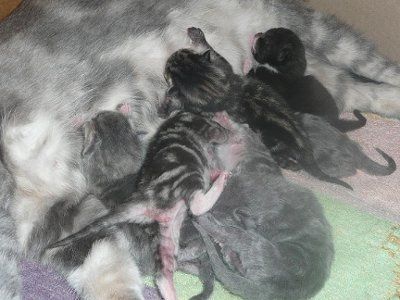 Baby kitten photos!