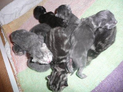 Baby kitten photos!