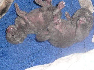 Baby kittens - first 2 weeks in photos
