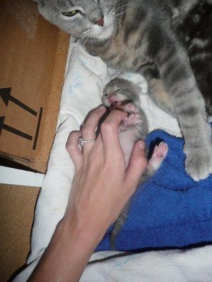 Baby kittens - first 2 weeks in photos