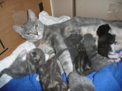 Baby kittens - first 2 weeks in photos