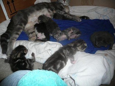Baby kittens - first 2 weeks in photos