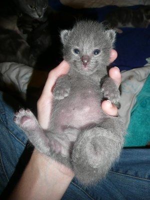 Baby kittens - first 2 weeks in photos