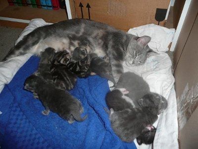 Baby kittens - first 2 weeks in photos