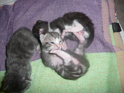 Baby kittens - first 2 weeks in photos