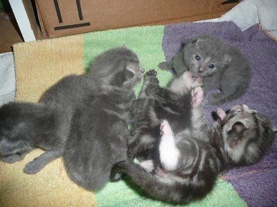 Baby kittens - first 2 weeks in photos