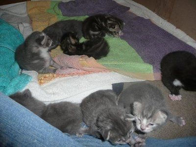 Baby kittens - first 2 weeks in photos
