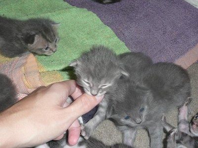 Baby kittens - first 2 weeks in photos