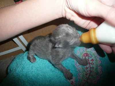 Baby kittens - first 2 weeks in photos