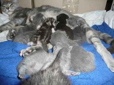 Baby kittens - first 2 weeks in photos