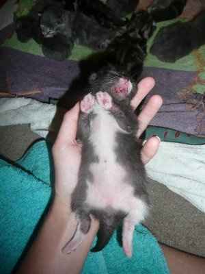 Baby kittens - first 2 weeks in photos