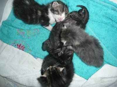 NWR: Update on the puppy situation