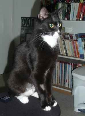 For animal lovers, brag about your animals!!