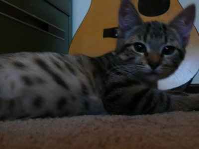 For animal lovers, brag about your animals!!