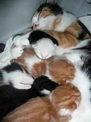 For animal lovers, brag about your animals!!